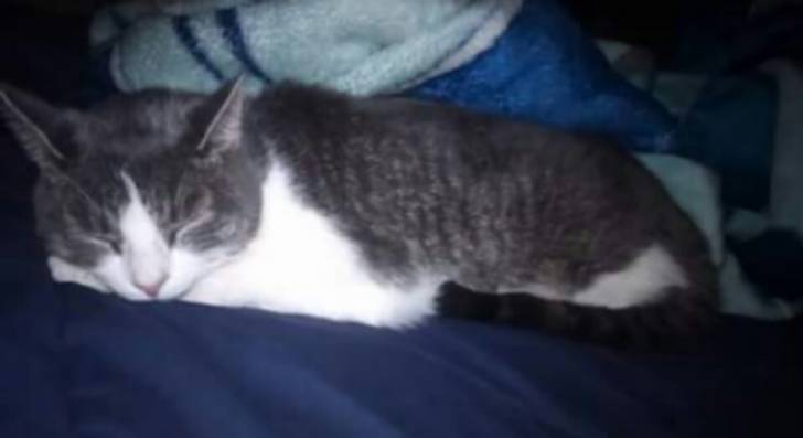 Sprinkles - Mâle (2 ans)