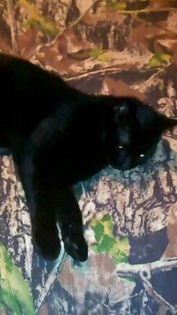 Opie - Mâle (2 ans)