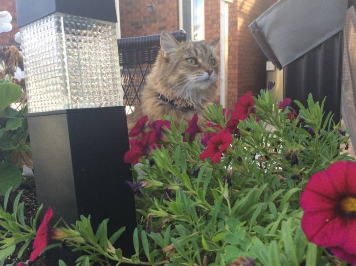 Toffee - (6 ans)