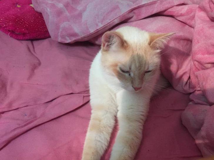 Nuage - Mâle (2 ans)