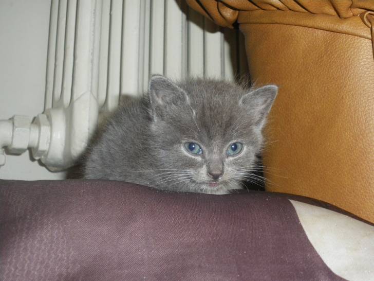 MYSTIQUE - (2 mois)