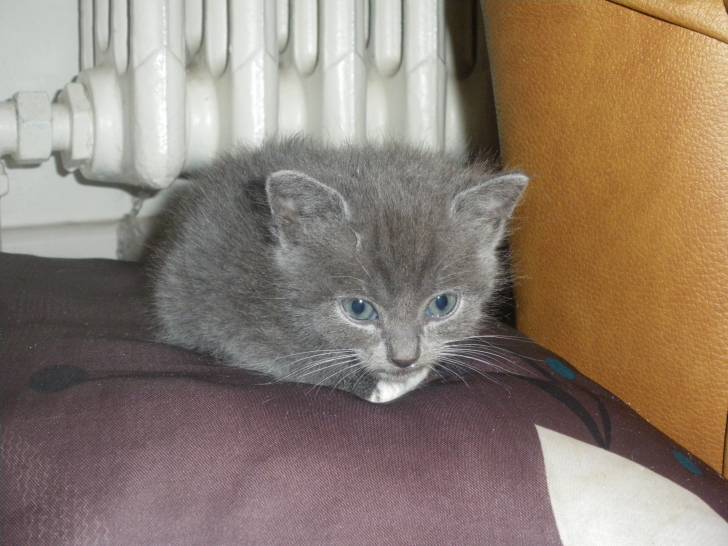 MYSTIQUE - (2 mois)
