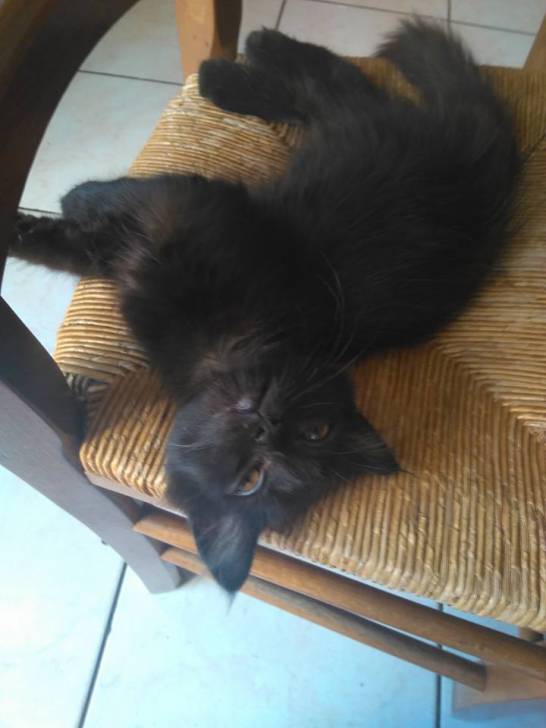 Fripon - Mâle (5 mois)