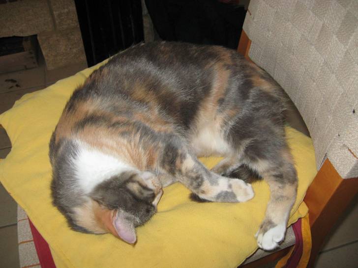 Plume - (4 mois)