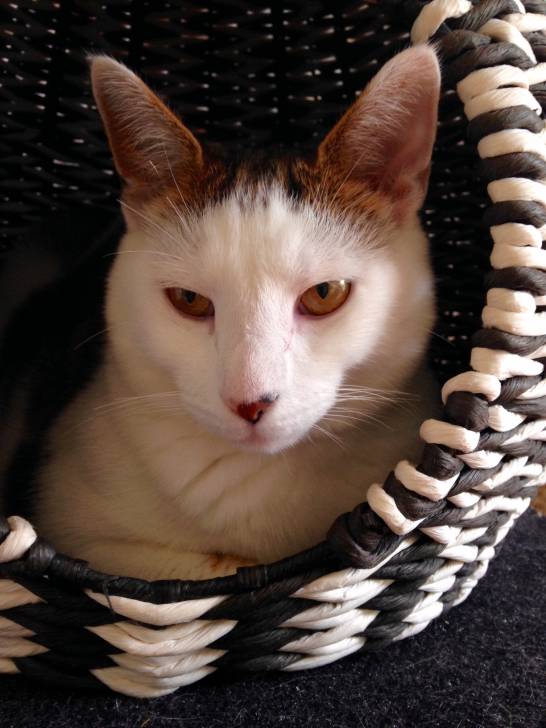 Caleico - Mâle (2 ans)