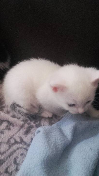 mon chat - (1 mois)