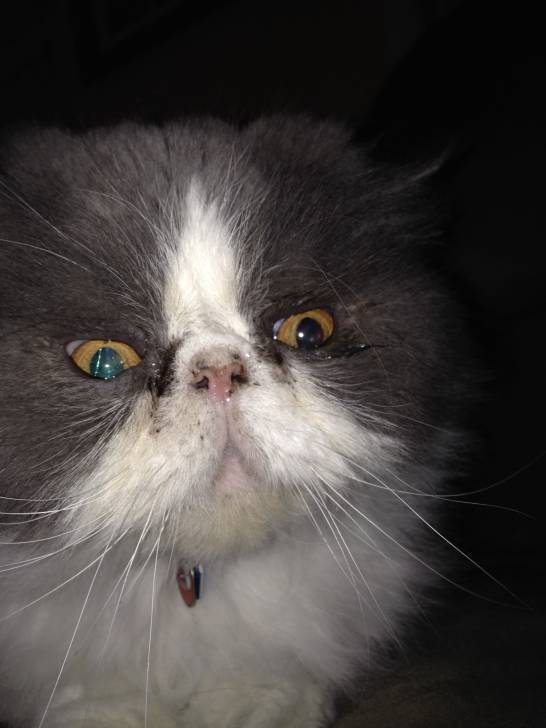 Miles - Mâle (4 ans)