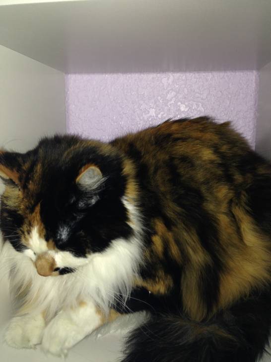 Tabitha - (2 ans)