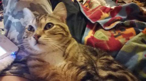 Tigrou - Mâle (4 ans)