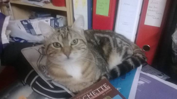 Tigrou - Mâle (4 ans)