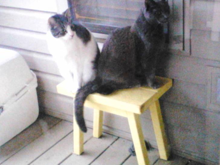Rank and Stinky - Mâle (16 ans)
