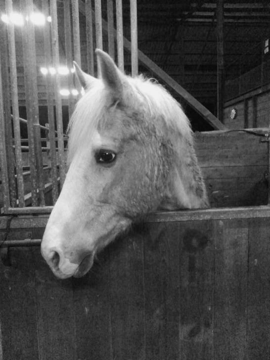 King - Mâle (15 ans)
