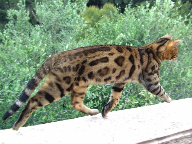 Le Chat Léopard du Bengale -