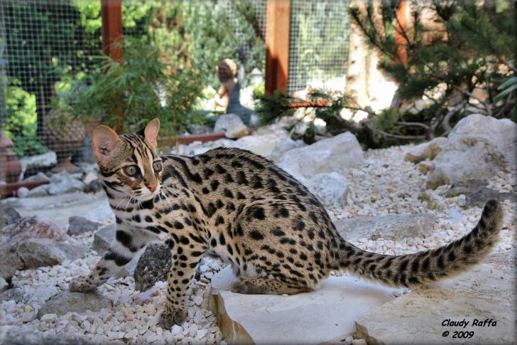 Un Chat Léopard du Bengale dans un zoo