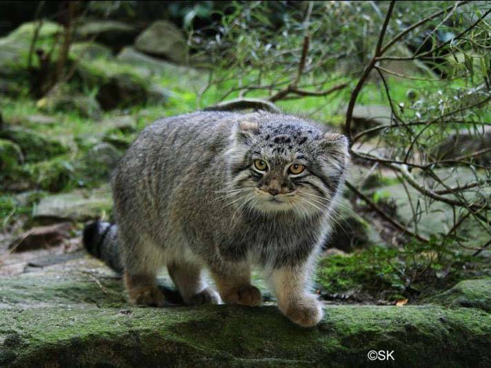 Le Chat des Déserts de Chine -