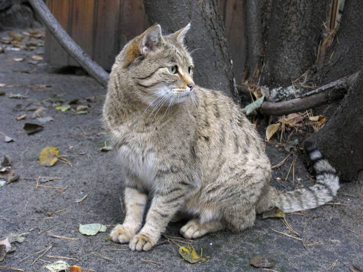 Le Chat des Steppes -