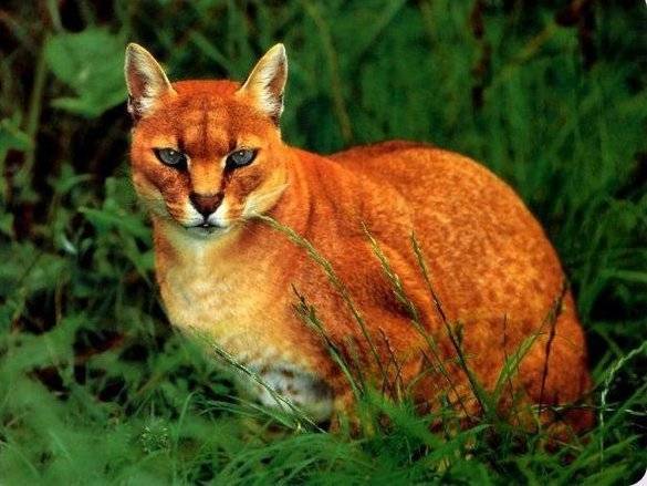 Le Chat Doré -