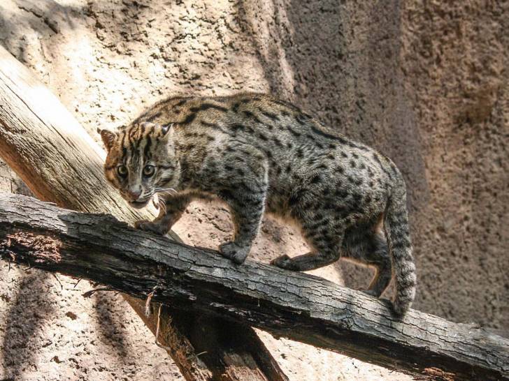 Le Chat Viverrin, ou Chat Pêcheur, un chat sauvage à découvrir