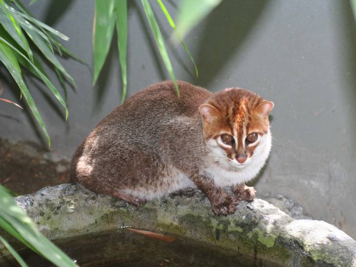 Le Chat à Tête Plate, un chat sauvage à découvrir