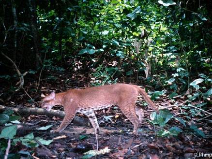 Le Chat Doré Afrique -