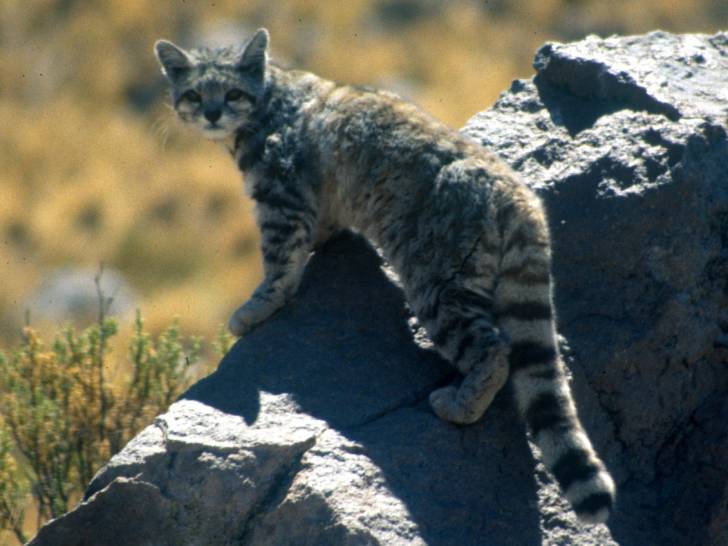 Un Chat des Andes dans la montagne