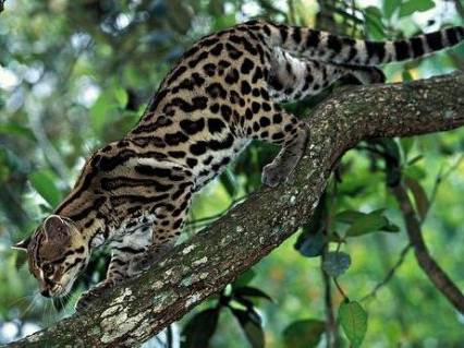 Le Chat-Tigre -