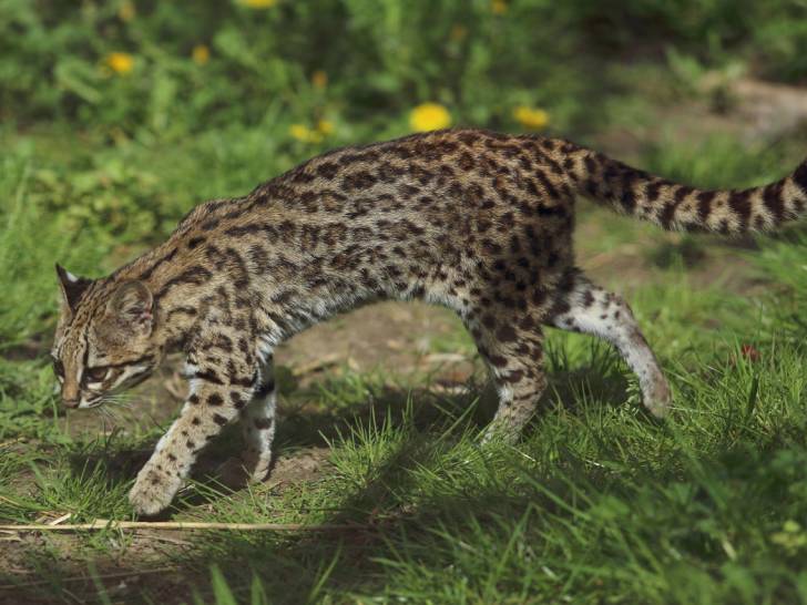 L'oncille, ou Chat-Tigre, un chat sauvage à découvrir