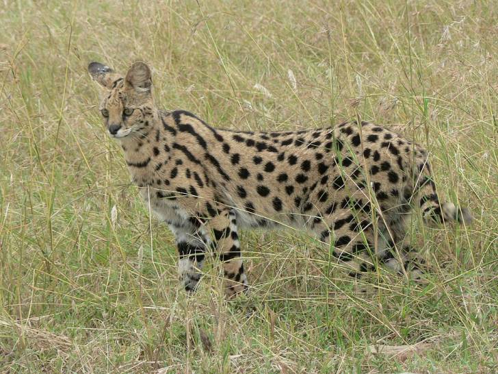 Un serval debout dans la savane africaine