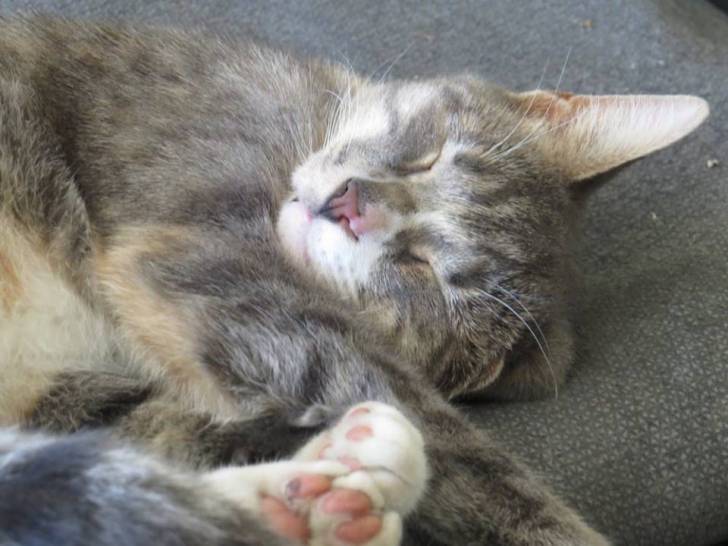 Lilac - (2 ans)