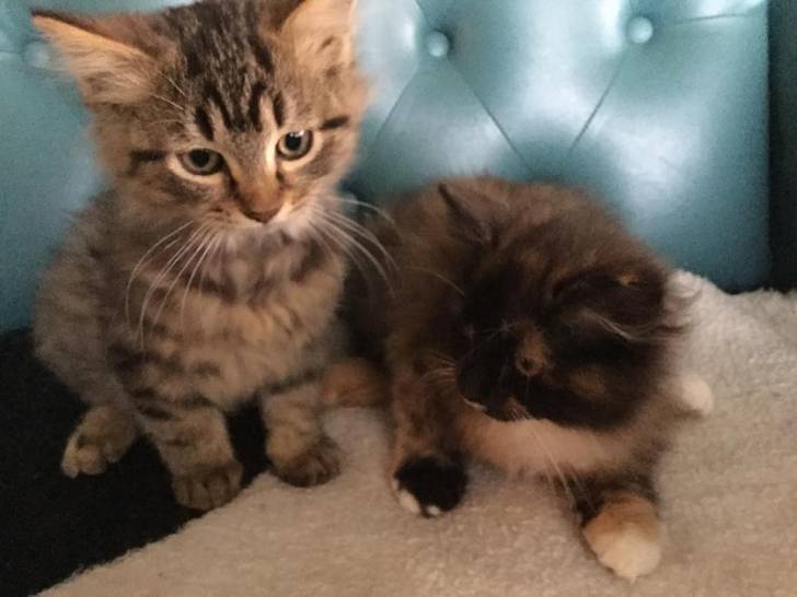Callie and Sebastian - (5 mois)