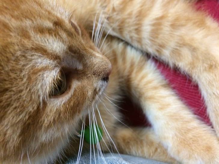 Ollivander(Ollie) - Mâle (4 mois)