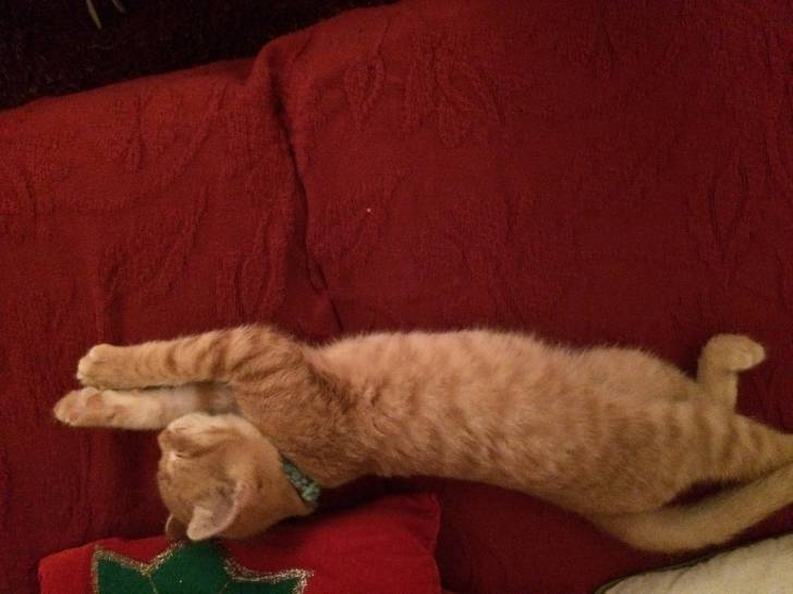 Ollie - Mâle (4 mois)