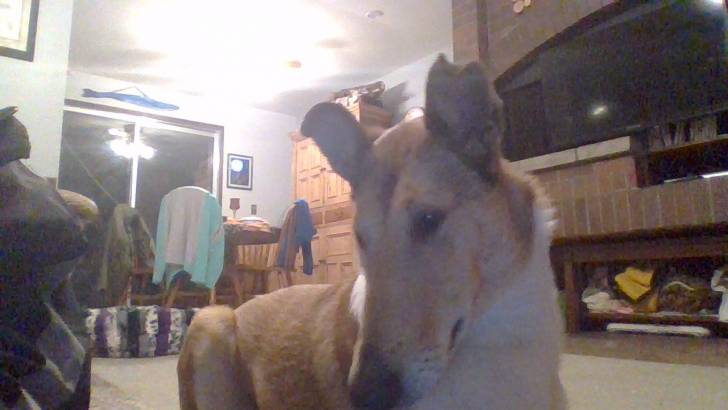 my dog - (4 ans)