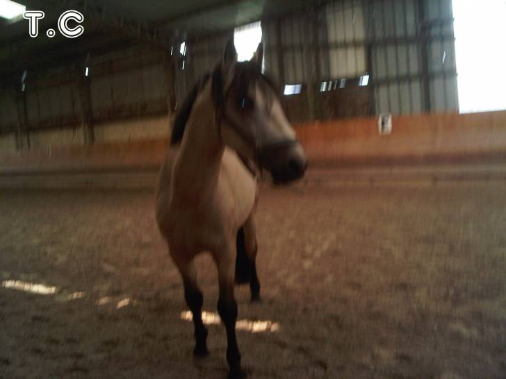 Athos - Mâle (2 ans)