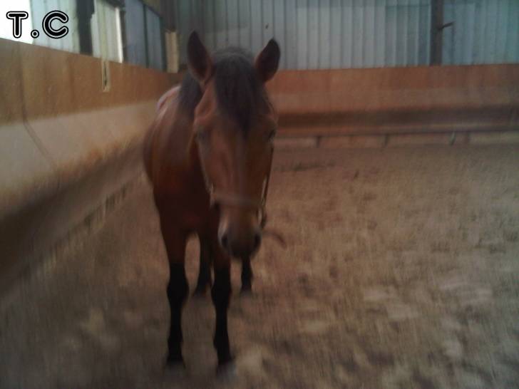 Atout - Mâle (2 ans)