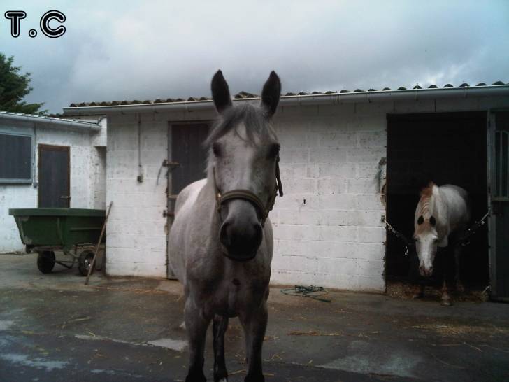 Sweety - (7 ans)