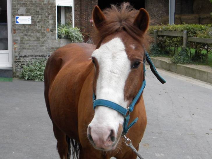 Diablottin - Mâle (17 ans)