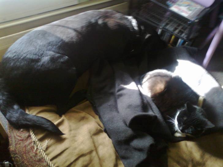 shadow/zoey - (7 ans)