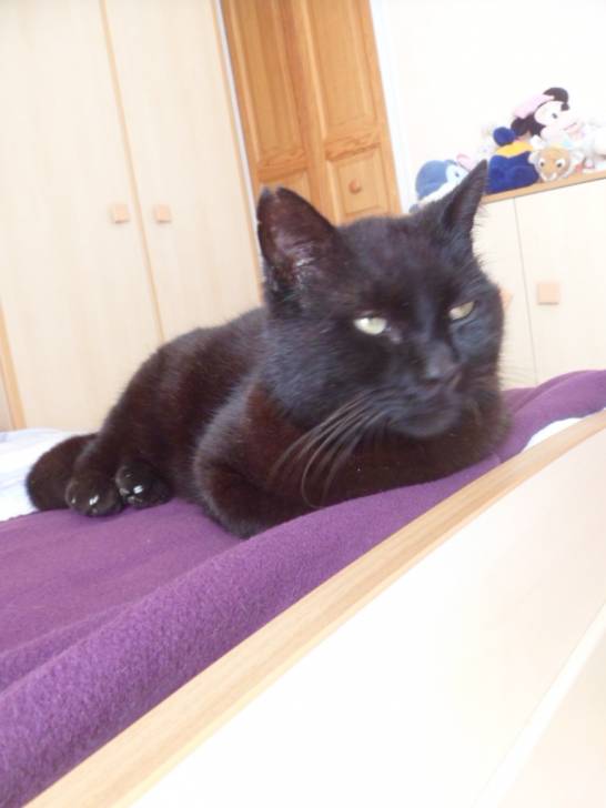 simba - Mâle (12 ans)