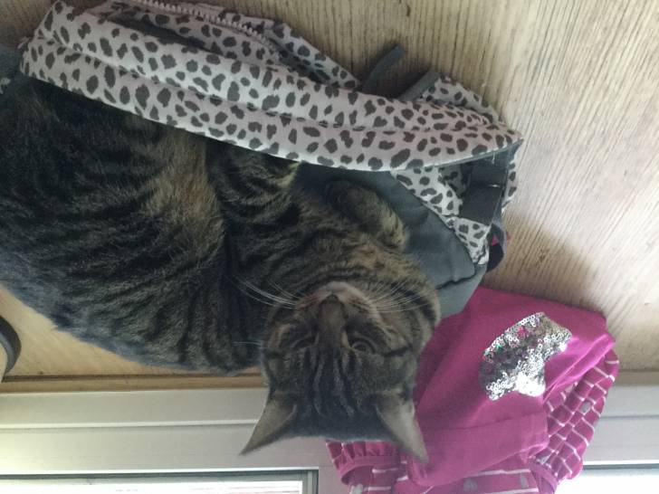 My cat - Mâle (6 ans)
