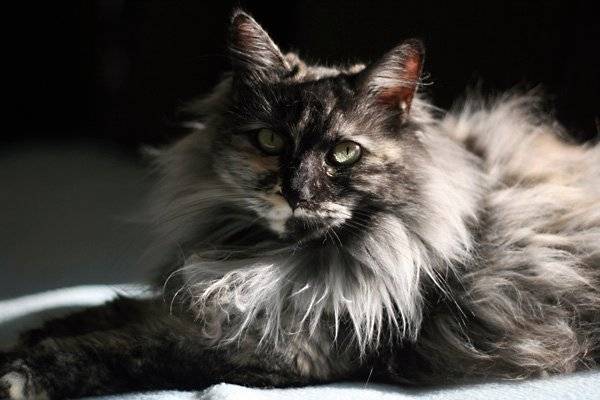 Brocha - (3 ans)