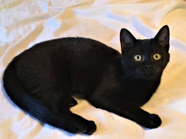 Holly - (5 mois)