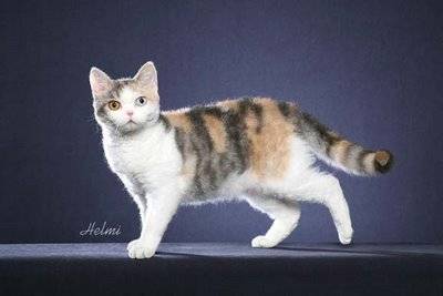 L’American Wirehair -