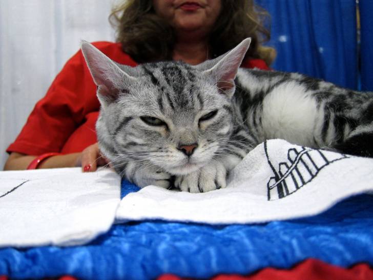 L’American Wirehair -