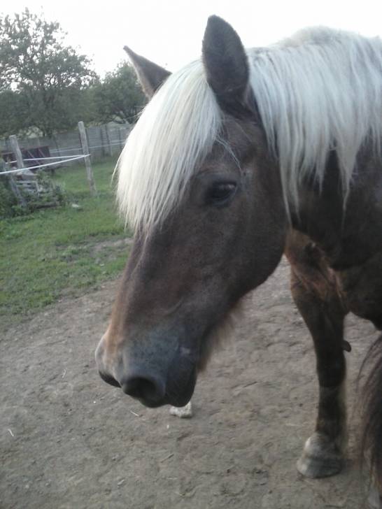 Baron - (9 ans)