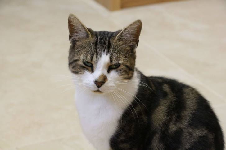 Lightning - Mâle (4 ans)