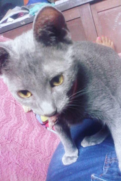 Chuleta - (3 mois)