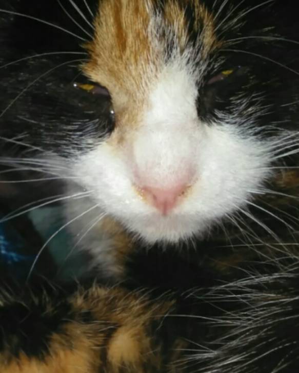 Princess - (7 mois)