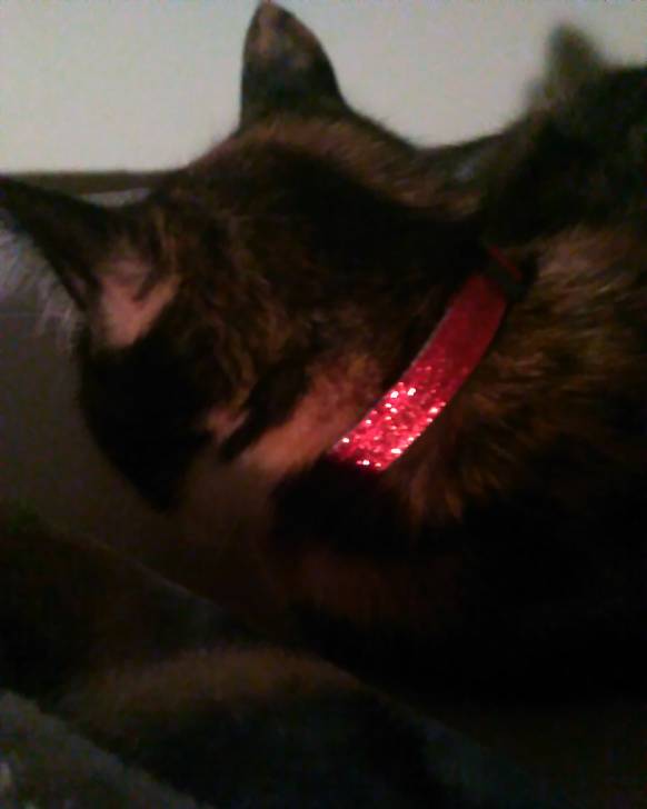 Princess - (7 mois)