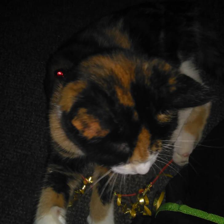 Princess - (7 mois)